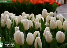 Tulipa White Flag ® (3)